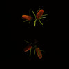 Flowerboy Project Banksia Klein in Black Digital Flower