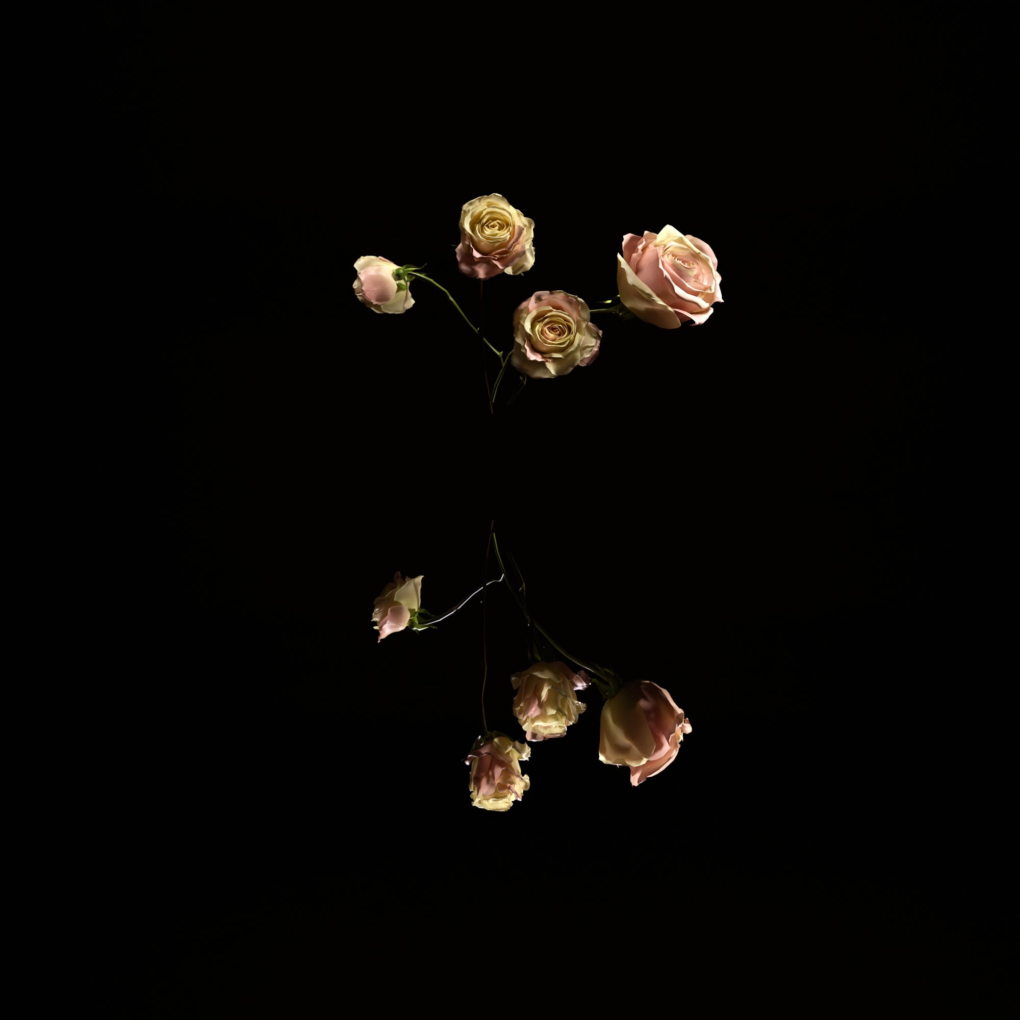 Flowerboy Project Rose Blush in Black Digital Flower