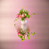 Flowerboy Project Pink Mist Digital Flower Bouquet